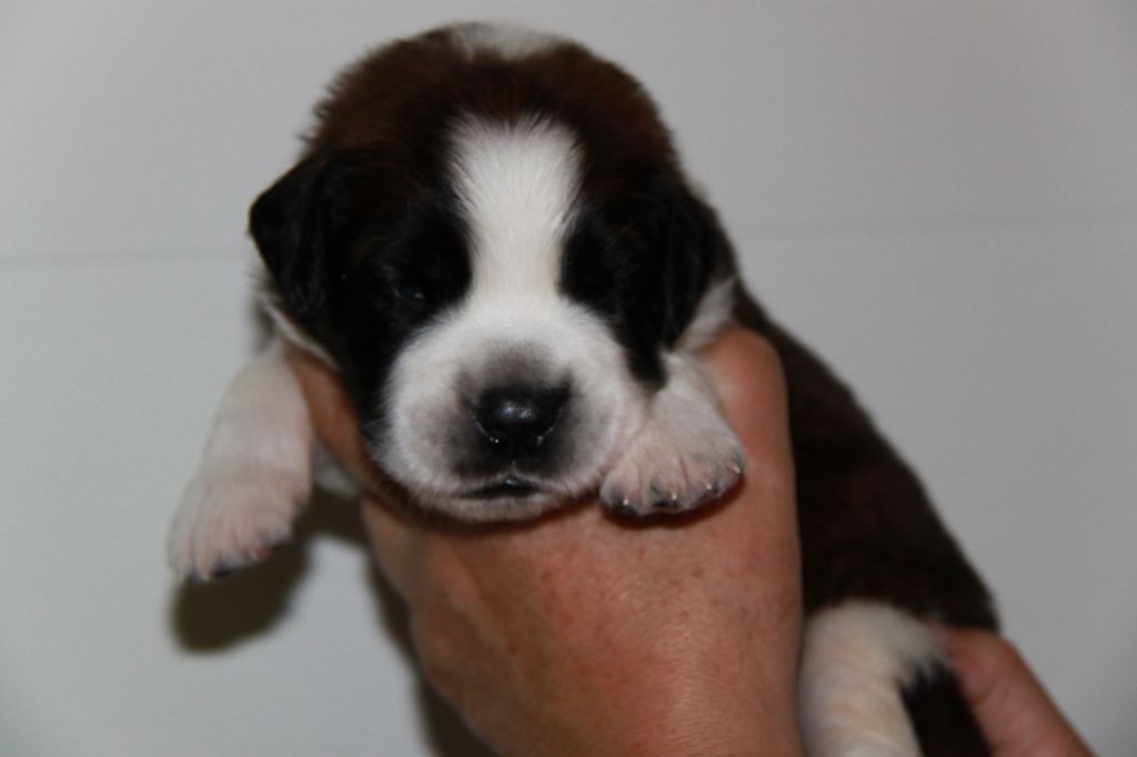 de l'Orée de Brotonne - Chien du Saint-Bernard - Portée née le 17/05/2019