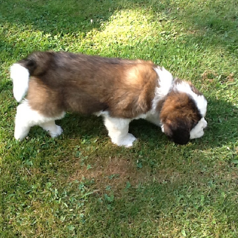 de l'Orée de Brotonne - Chien du Saint-Bernard - Portée née le 12/05/2014