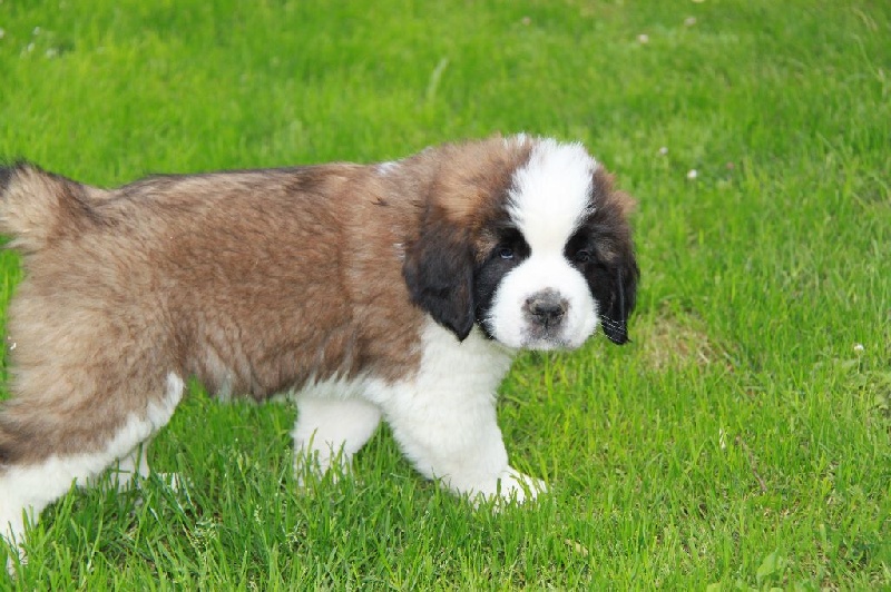 de l'Orée de Brotonne - Chien du Saint-Bernard - Portée née le 03/04/2016